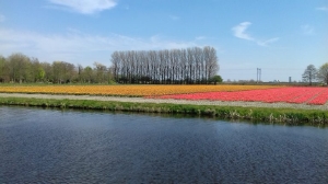 Mooie bollenvelden nabij Heemskerk